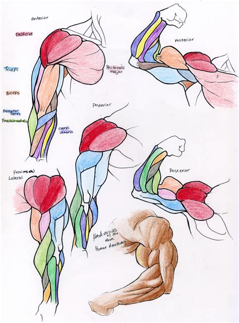 buff body reference|muscular arms drawing reference.